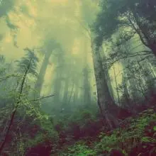 forest 931706 1280